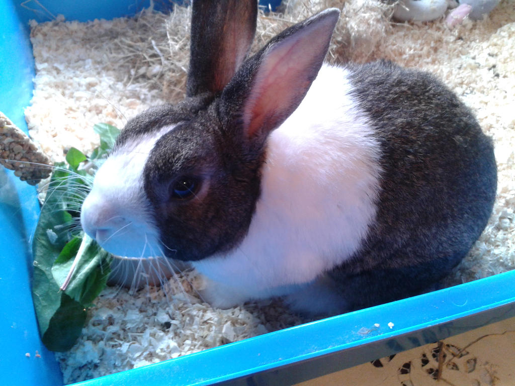 Thumper the Rabbit by AnimeLoverLovesKyo on DeviantArt