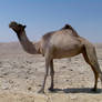 Desert Camel