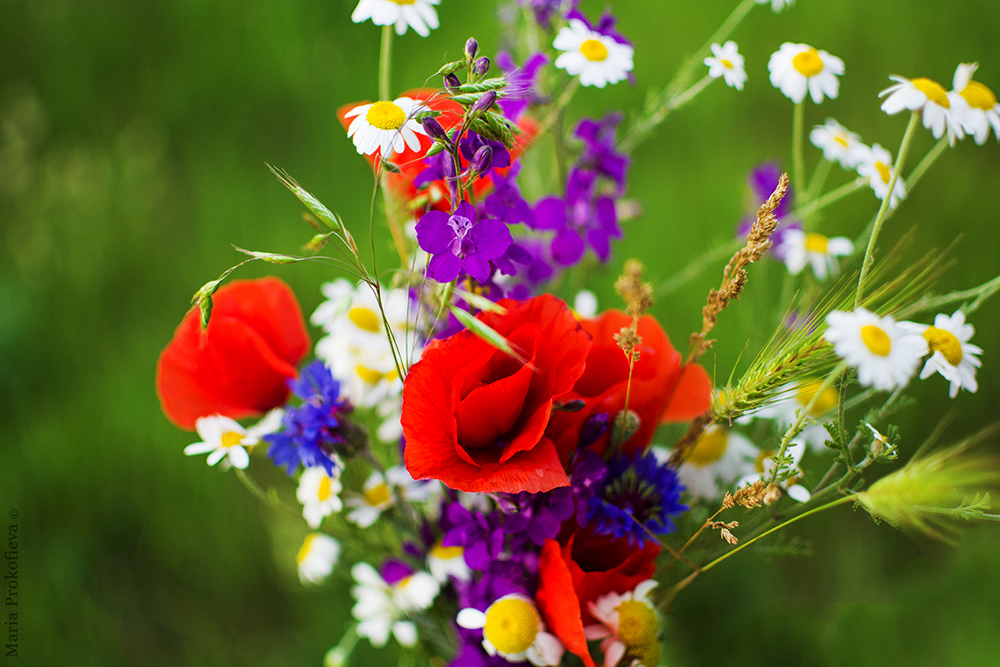 Wildflowers