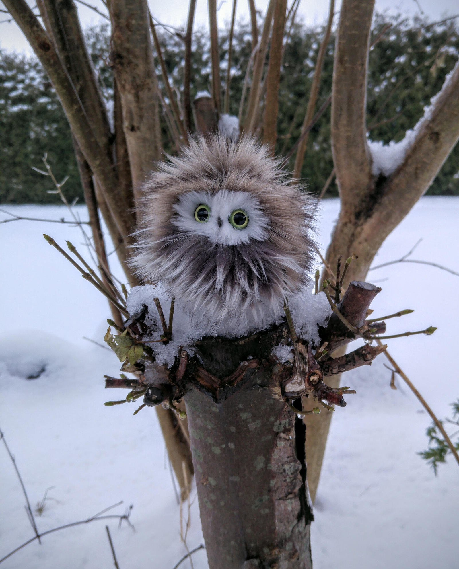 Tiny owl - Fluffy edition