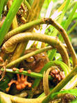 Tarsier II by herrainbowbrightness