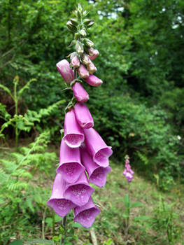 Foxglove