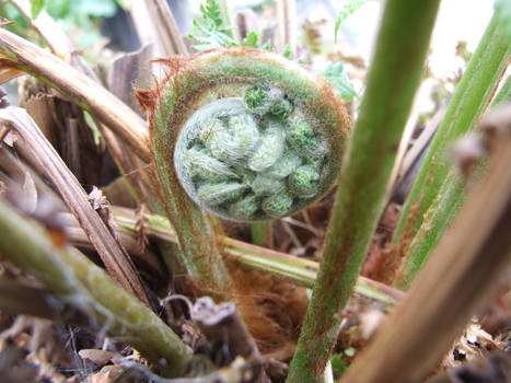 Unfurling Fern