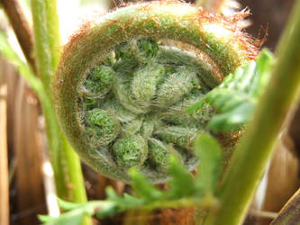 Tree Fern