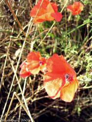 Poppies.