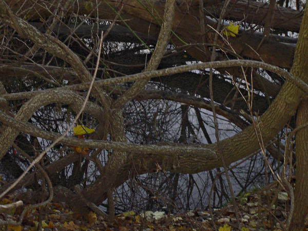 River Stream Hidden Underneath by Jemzily1212 on DeviantArt