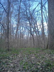 forest path