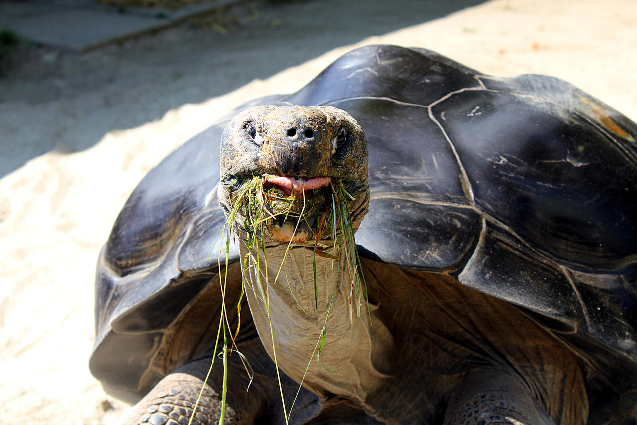 Grass nomnom