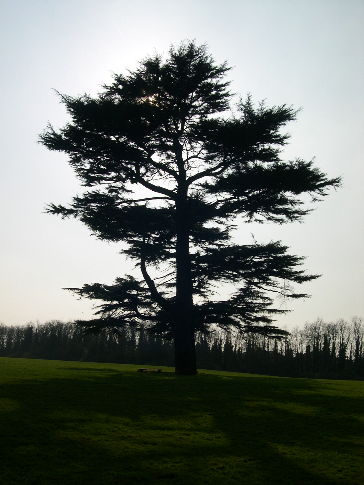 Tree Reference 1 by stevesm-stock on DeviantArt