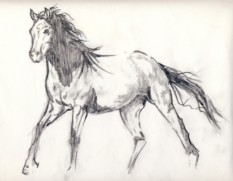 Horse sketch