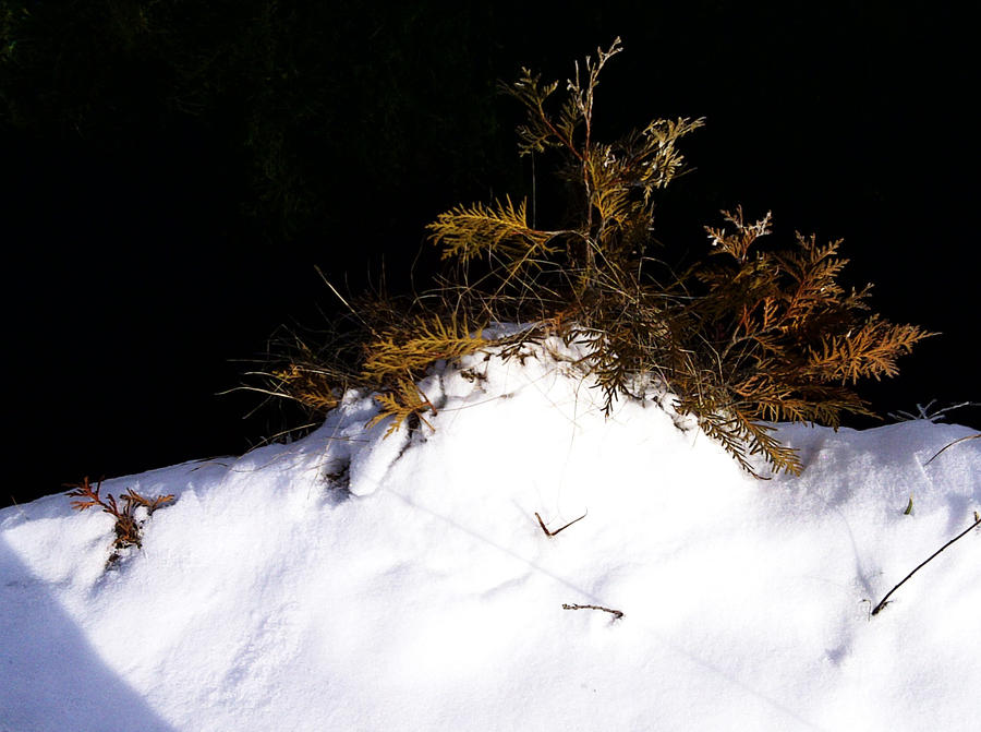 Tree in the Snow