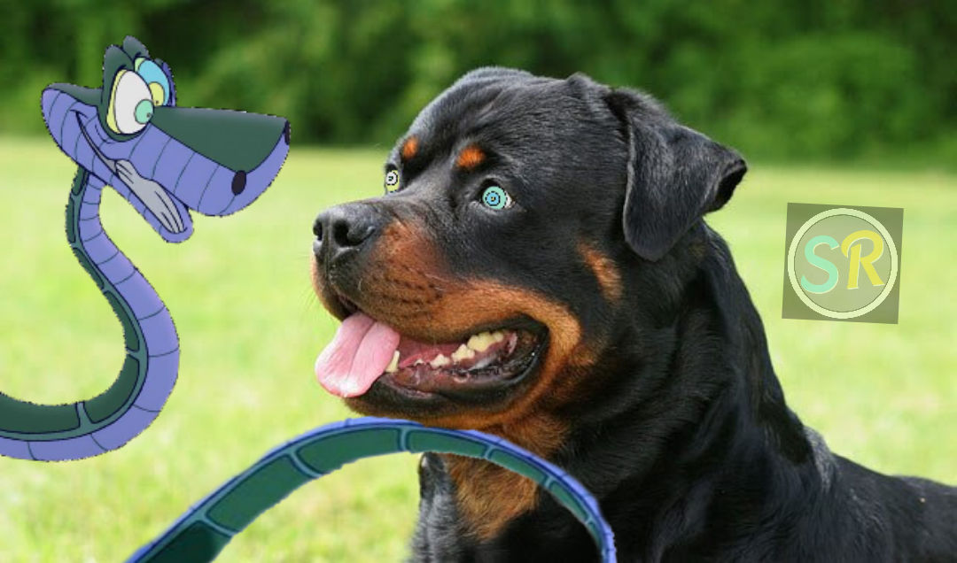 Kerbal Rtc Rottweiler Kaa's IRL Shelter: Rottweiler by ScornedRemnant on DeviantArt