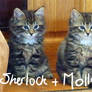 KITTEHS XD Sherlock + Molly