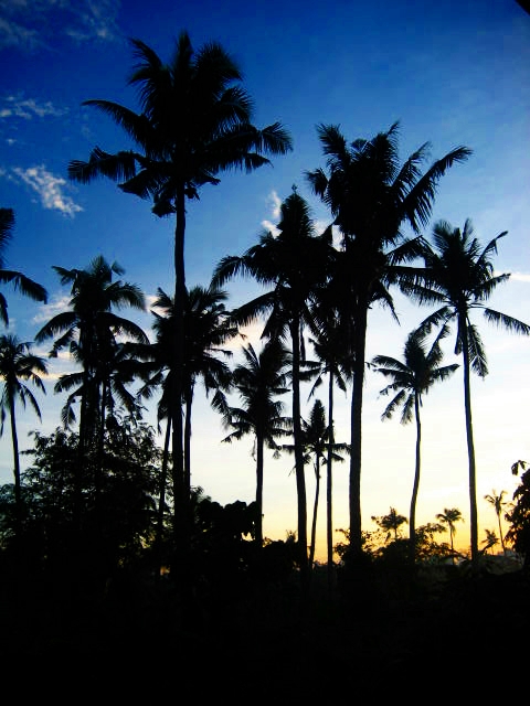 palm silhouettes