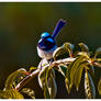 Little Fairy Wren 1