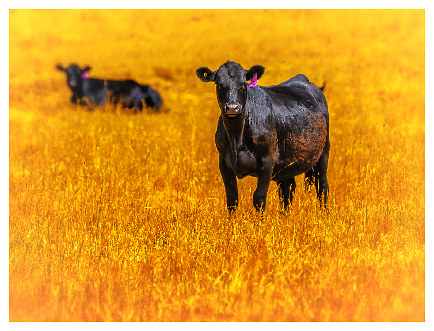 Cows in yelow