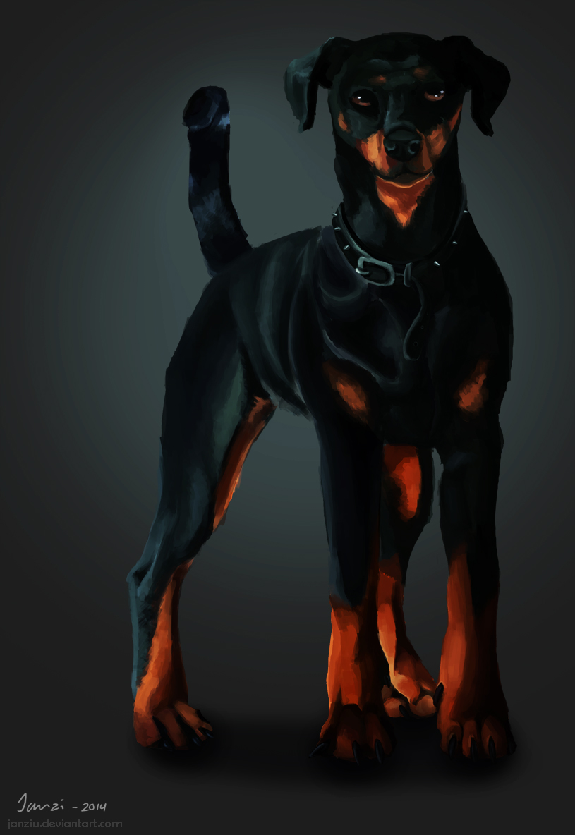 Doberman