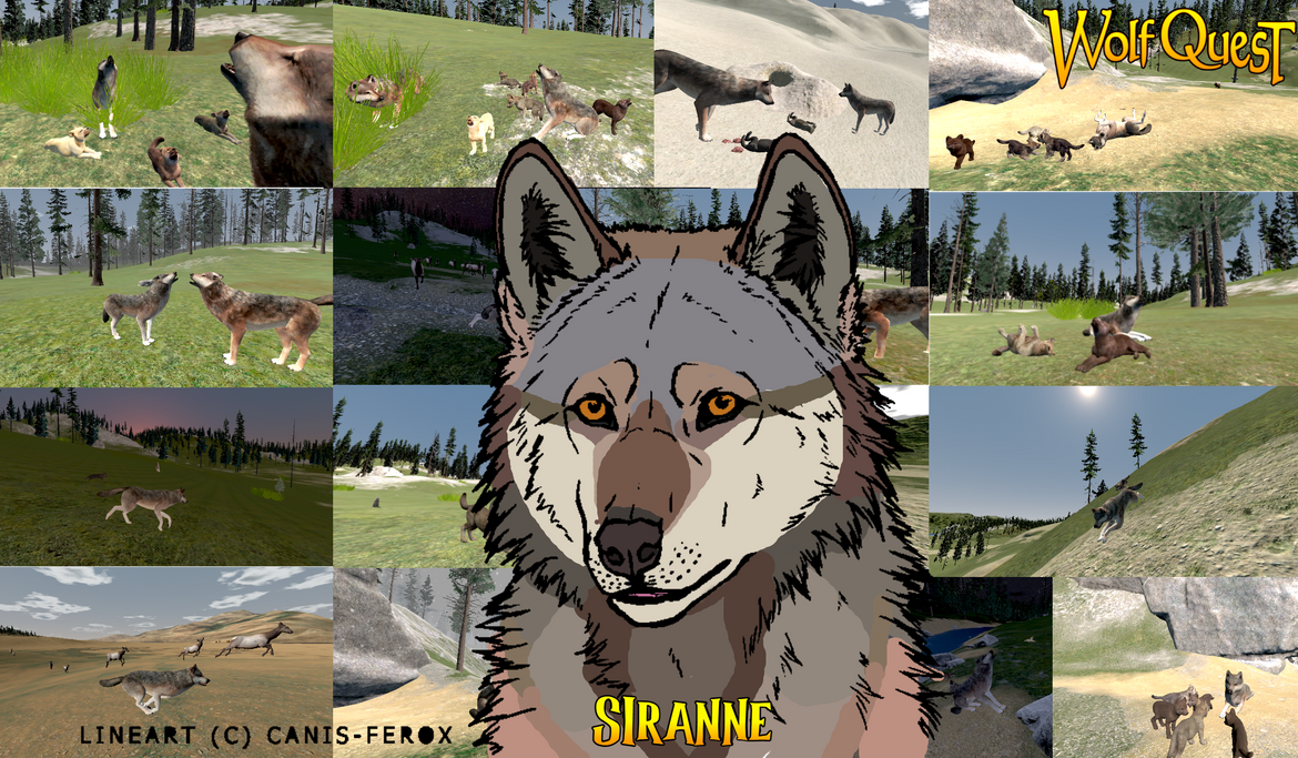 WolfQuest OC Wolf by GoldenArtist456 on DeviantArt