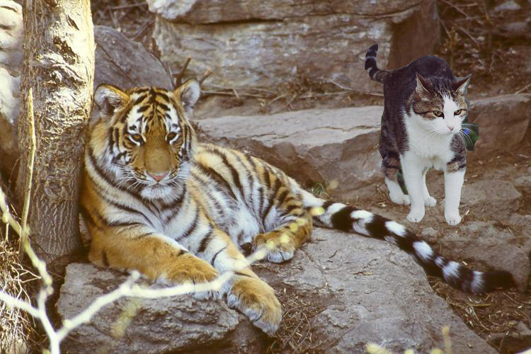 Tiger with House Cat 2 by chefguy on DeviantArt