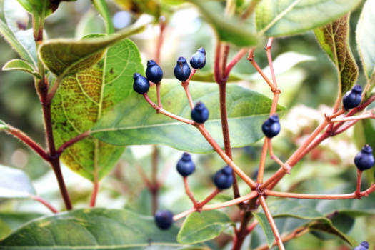 January Berries