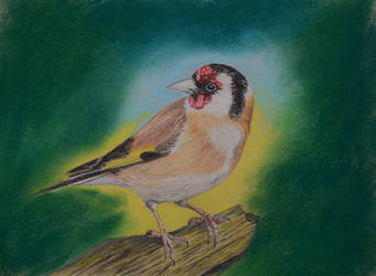 Goldfinch