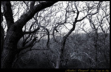 Trees scrape the sky