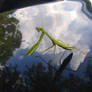 Praying Mantis in the sky