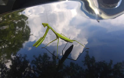 Praying Mantis in the sky