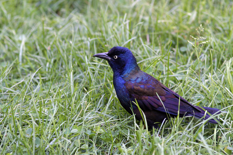 Starling