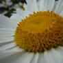 Sunflower in the Shade