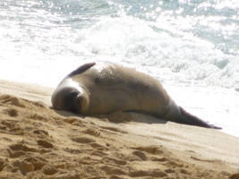 Bathing in the Sunlight