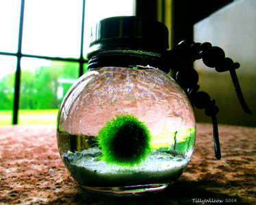 Marimo City