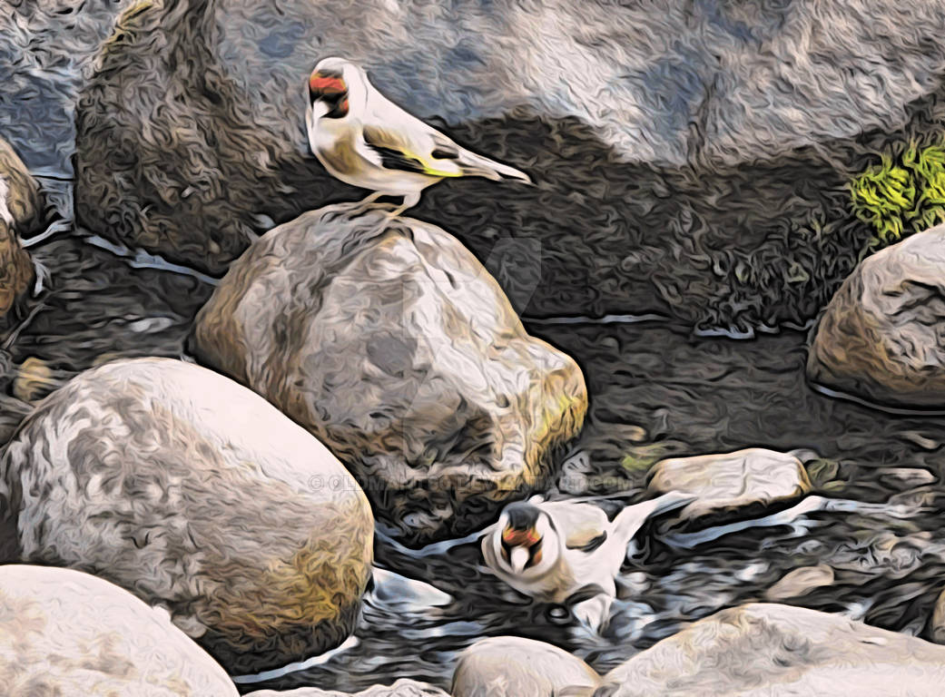 Gold finches