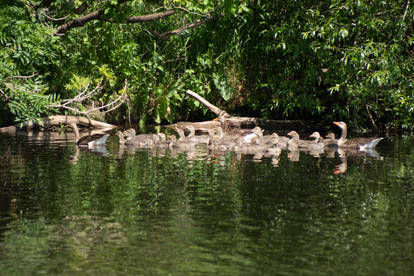 Family Outing