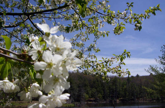 Beyond The Apple Tree