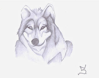 Wolf Sketch