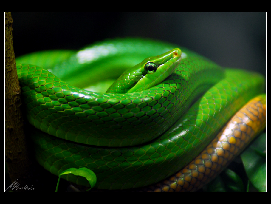 red-tailed racer