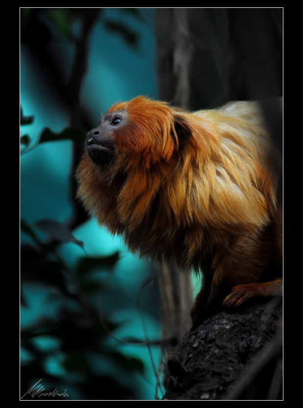 golden lion tamarin