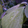 Leaves After the Rain