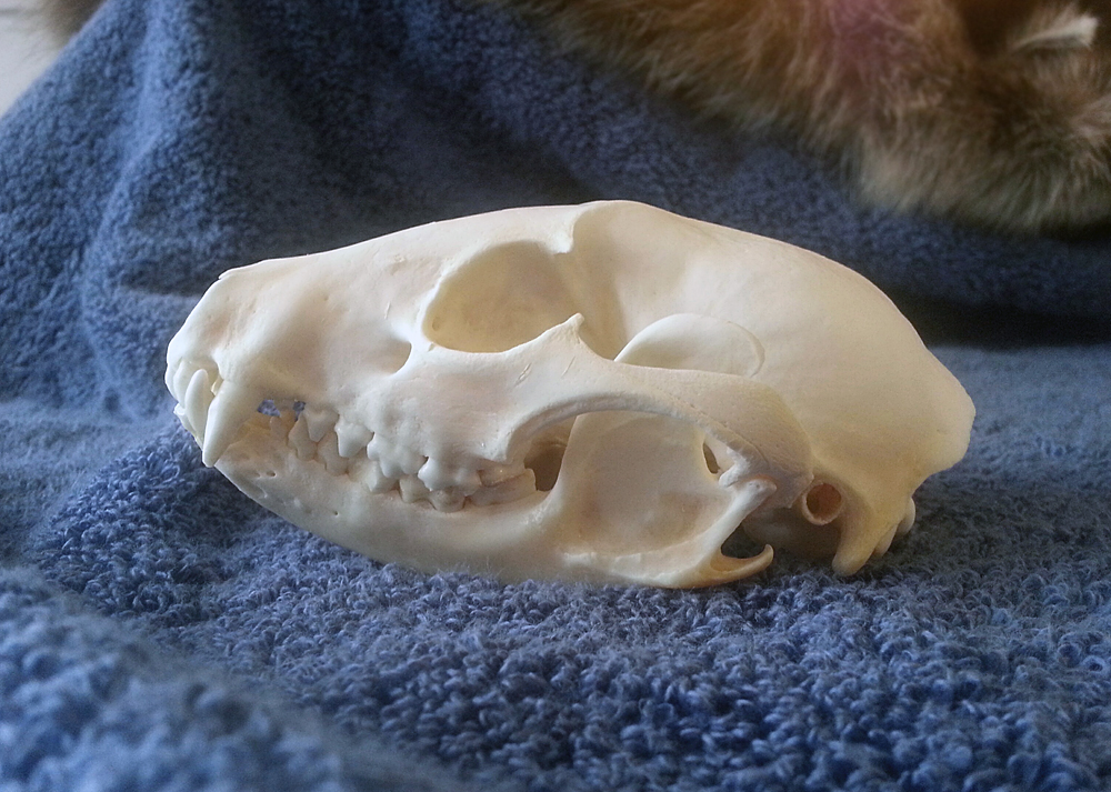 Raccoon Skull 1 - Left Side