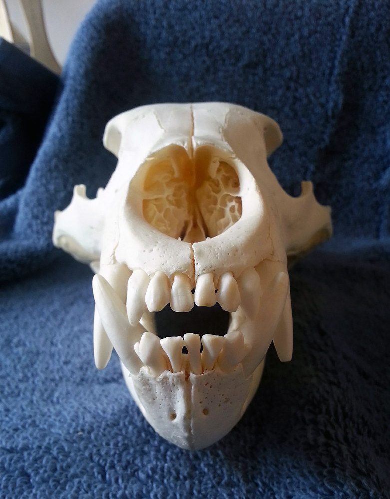 Black Bear Skull 2 - Front