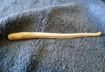 Big Black Bear Baculum