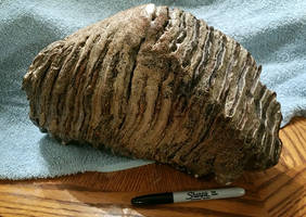Fossil Columbian Mammoth Tooth