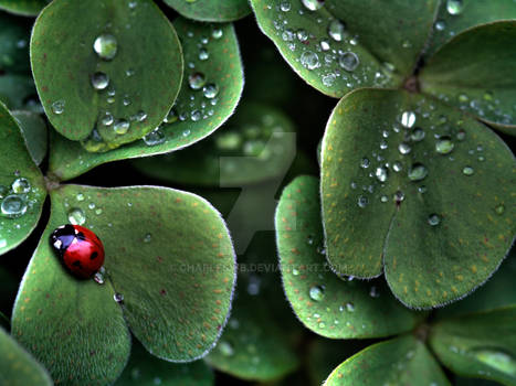 Lady Bug HDR