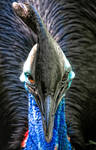 Cassowary 1 by CharlesWb