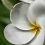 Plumeria 1