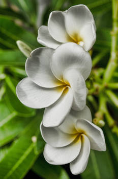 plumeria 2