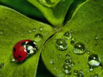 Lady Bug HDR 2 V2 by CharlesWb