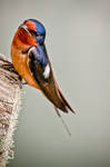 Barn Swallow 2 by CharlesWb
