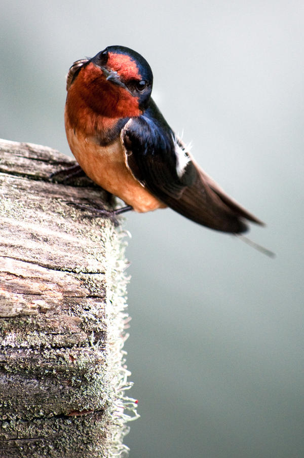 Barn Swallow 3